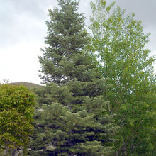 trees