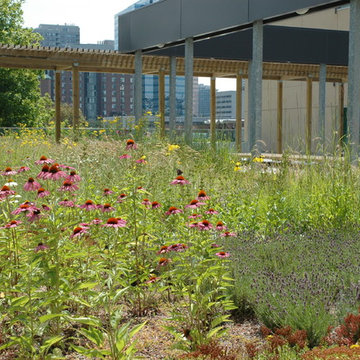 Green Roofs