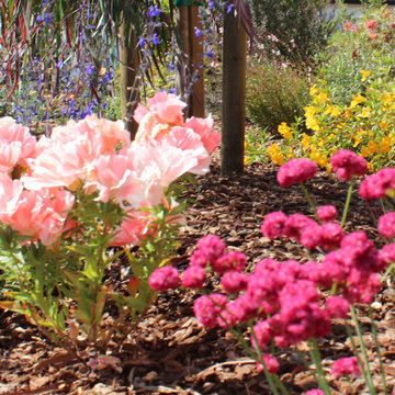 Arresting Dunes - Coastal Gem Garden