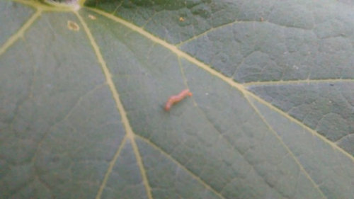 Caterpillar or Cucumber beetle larvae?