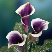 Roxie Mayfield's photo