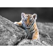 Gregory Richardss foto