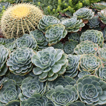 Front Planters