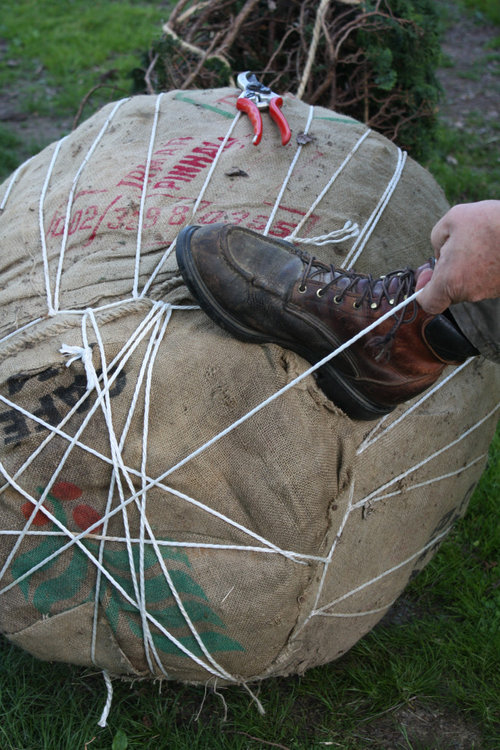 How to hand dig, B&B and drum lace root balls