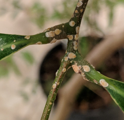 Lychee Tree pest - disease? fungus?