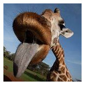 Sara Loquist's photo