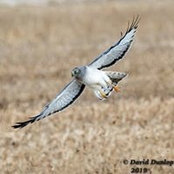 Dave Dunlop's photo