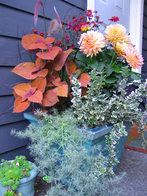 Perennials Zone 6 Houzz