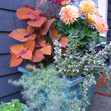 Gardening Ideas
