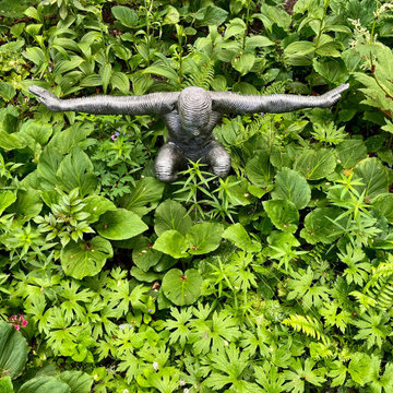 Immersion in the Bog Garden