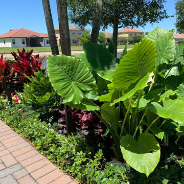 Tropical landscape make-over in Portosol