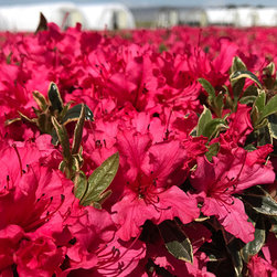 Current Featured Plants - Products