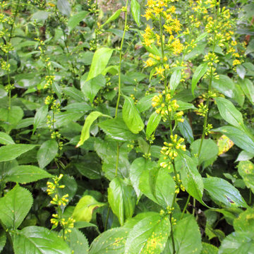 Solidago flexicaulis