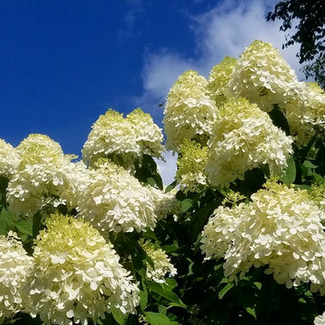 For the Love of Hydrangeas