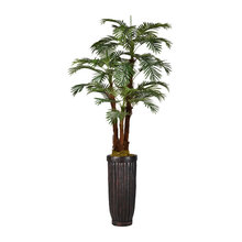 Palm Tree