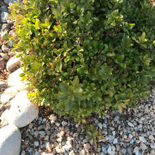 lanscaping