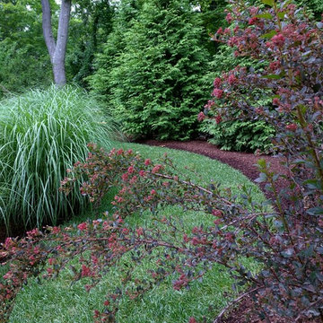 Green Giant Arborvitae
