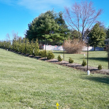 Deer Fence
