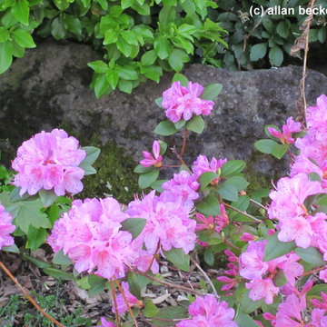 Pink is the favorite color in the flowerbed