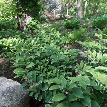 Native Plantscape 1920's Renovation