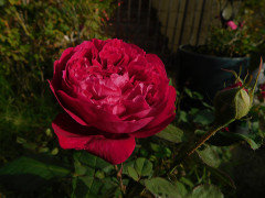 Eugene de Beauharnais' is beginning a nice Fall Flush.