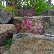 Rena Steltzer's photo