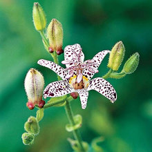 Marquard Front Flowers