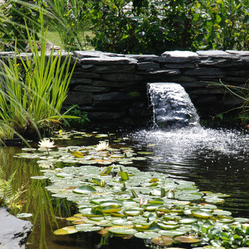 Golden frog pond