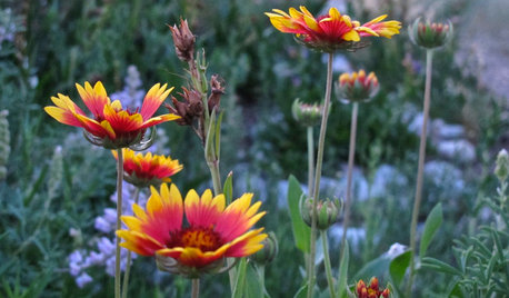 10 Top Flowering Native Plants for Beauty and Wildlife Benefit