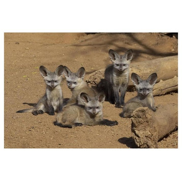 Bat-Eared Fox Group Of Five Pups, Native To Africa-Paper Art