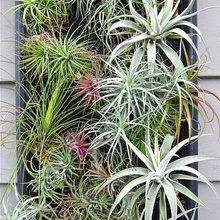 plants