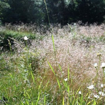 Ny trädgård med den nära naturen bevarad