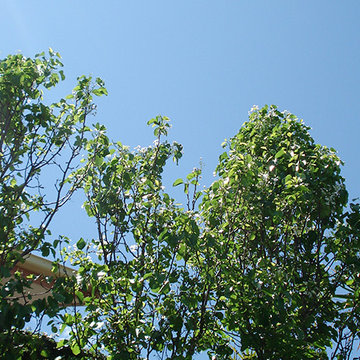 Earlwood Backyard Oasis