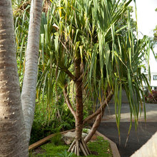 tropical