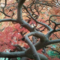 547019_2446421135824_217788587_n Under the boughs of a Japanese Maple (1).jpg - Plants