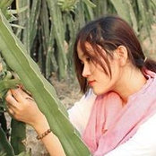 Thảo Lês billede