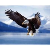 Thomas LittleBird's photo