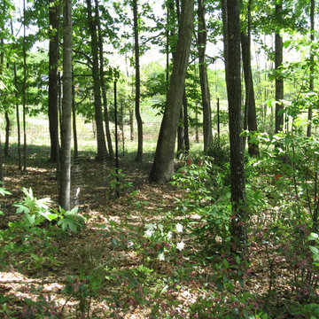 Deer Fence