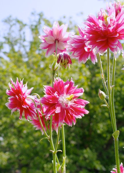 Кантри  by Julia Schoppe