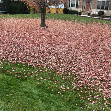 Fall Yard Cleanup, Leaf Removal, and Mowing — Before & After