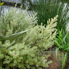 Dany new plants