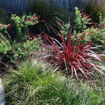 Plant Combinations - Northern California Gardens