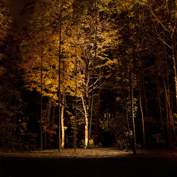 Woods at night