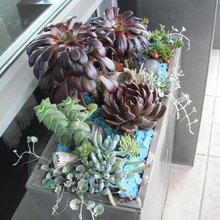 Succulent Balcony Garden