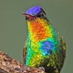 Regan research hummingbird bliss