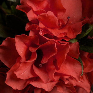 Encore Azalea Autumn Embers™