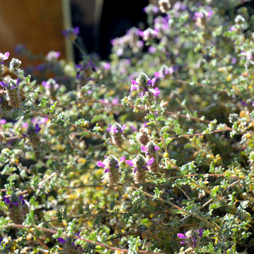 Southwestern Plants