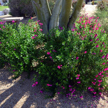 Landscape Ideas