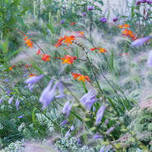 Front Yard Butterfly