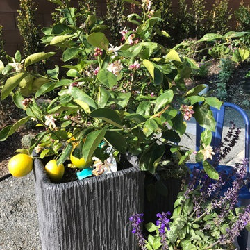 Container Gardens